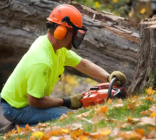 tree services Lake Katrine